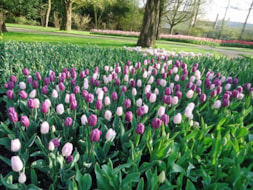 Keukenhof (5)